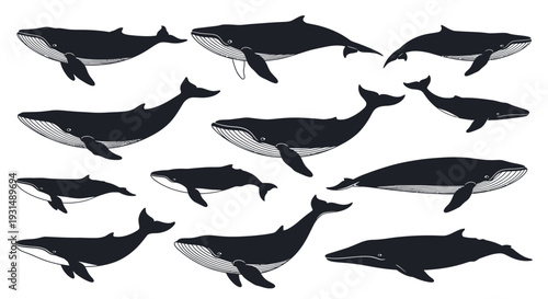 A group of whales swimming together in the ocean viewed from a distant perspective.