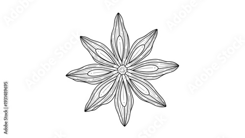 Detailed black and white line art illustration of a single star anise seed pod, showcasing its intricate shape and texture for culinary or botanical concepts.