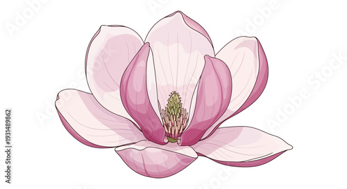 Elegant pink magnolia flower illustration with detailed petals