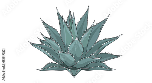 Vector illustration of a succulent plant with green leaves
