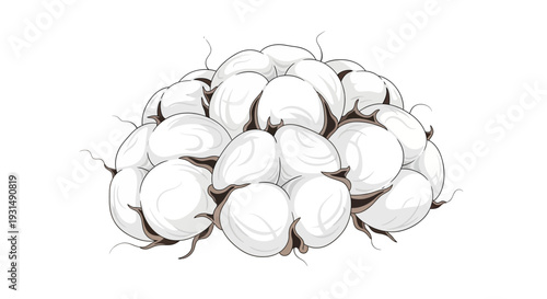 Cotton bolls illustration on white background with realistic details