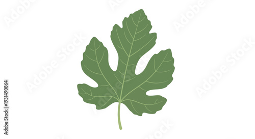 Green fig leaf isolated on white background, botanical illustration