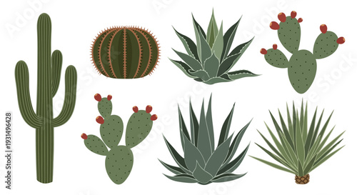 Collection of Various Cactus and Succulent Illustrations on White Background