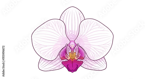 Elegant vector illustration of a pink orchid flower on white background