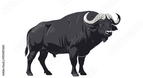 Detailed vector illustration of a black buffalo on white background
