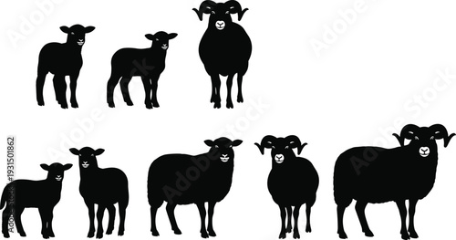 Silhouette of a sheep family including rams with horns and small lambs standing in a row on a white background