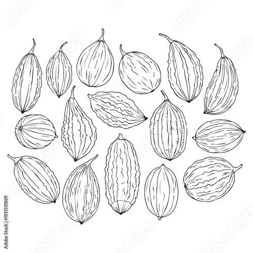 Assortment of Bitter Melon Varieties Hand-Drawn Illustration on White Background