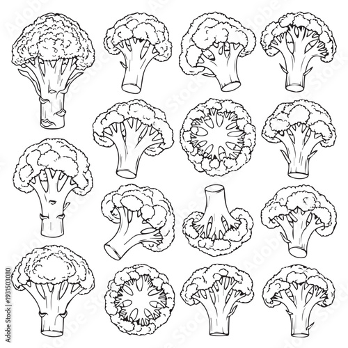 Broccoli Florets Collection Outline Drawing Vegetable Healthy Food Ingredient Isolated