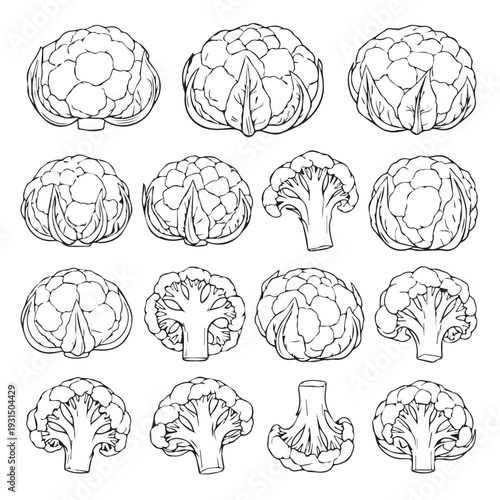 Cauliflower Collection Line Art Various Views Whole and Cut Isolated on White Background