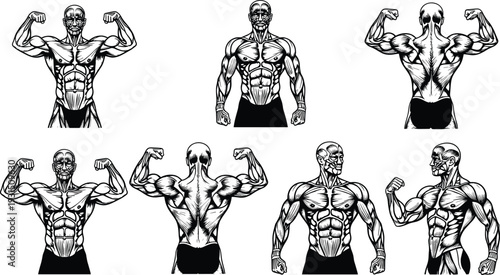 Detailed male muscle anatomy illustration set with front, back, and side views of bodybuilding poses