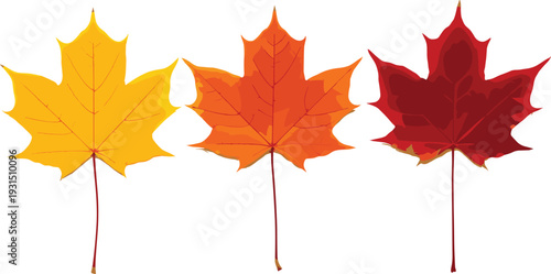 Autumn maple leaves set in yellow, orange, and red colors, seasonal fall foliage illustration isolated on white background