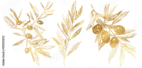 Vector set of hand drawn olive branches, leaves in vintage engraving style. Golden botanical illustrations isolated on white background for olive oil packaging, labels, branding
