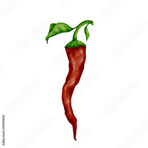 Ripe hot red chili pepper. Vector graphics.