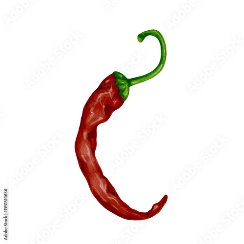 Ripe hot red chili pepper. Vector graphics.