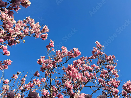 Japanese magnolia branches against the sky in bloom in spring