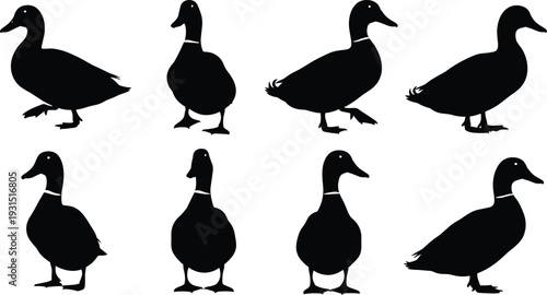 Duck silhouettes collection in various poses, domestic waterfowl isolated on white background, farm animal and wildlife bird illustration set for design and decoration