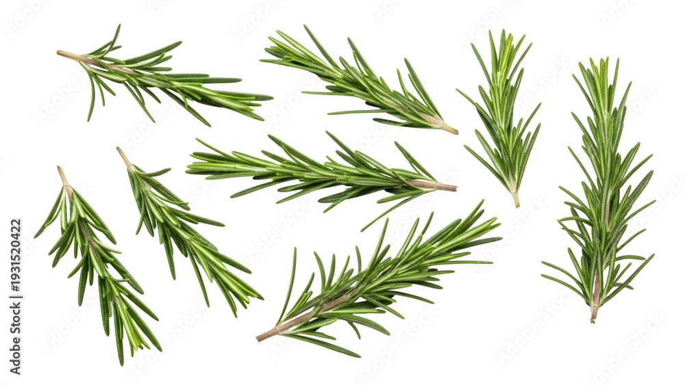Fototapeta premium Fresh Rosemary Sprigs Isolated On Black Background