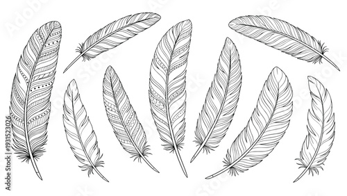 Detailed collection of hand drawn bird feathers with intricate patterns and textures ideal for bohemian style decor.