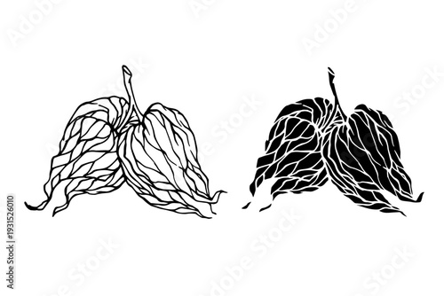 Line sketch, physalis berry stamp. Simple doodle plants. Vector graphics.
