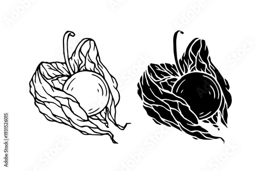 Line sketch, physalis berry stamp. Simple doodle plants. Vector graphics.