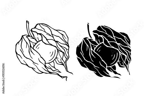 Line sketch, physalis berry stamp. Simple doodle plants. Vector graphics.