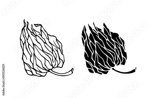 Line sketch, physalis berry stamp. Simple doodle plants. Vector graphics.