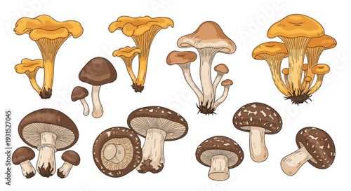 Detailed collection of wild mushroom illustrations featuring chanterelles shiitake and others for cooking and nature education resources.