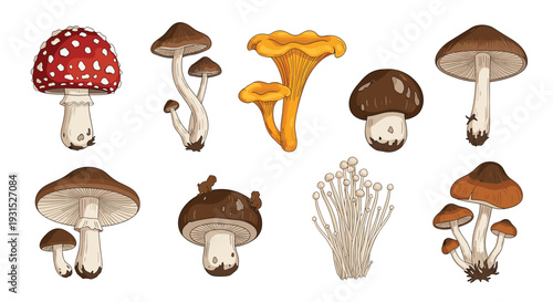 Collection of various wild mushroom types including amanita and enoki for biological studies and nature themed design projects.