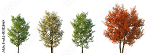 Photos Amelanchier canadensis (serviceberry, juneberry, shadbush) isolated PNG on a tra