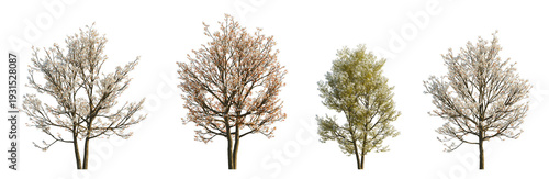 фотографія Amelanchier canadensis (serviceberry, juneberry, shadbush) isolated PNG on a tra