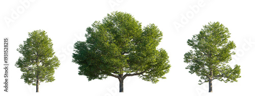 Fotografie Castanea dentata (American chestnut, American sweet chestnut) isolated PNG on a