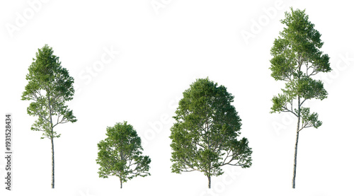 common birch tree (betula pendula, silver birch, european white birch) isolated PNG on a transparent background premium nature cutout