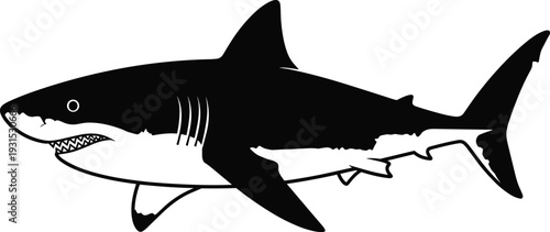 Black and white great white shark silhouette vector illustration isolated on white background for marine life branding, ocean conservation, logos, and creative design