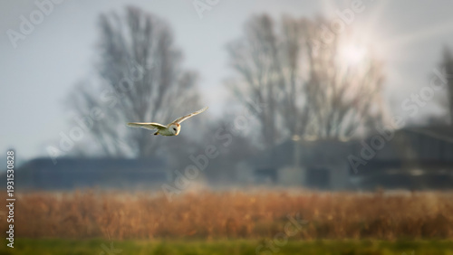Konstfotografi barn owl hunting in field
