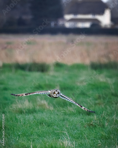 Short eared owl hunting in meadow