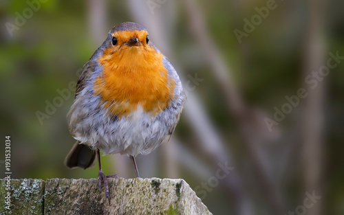 red robin perched on fence post 