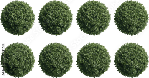 Top down aerial photograph of eight circular ornamental trees arranged in a neat grid, lush green canopies on white background