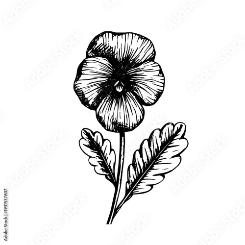 Decorative botanical elements, sketches of seasonal violet flowers. Vector graphics.