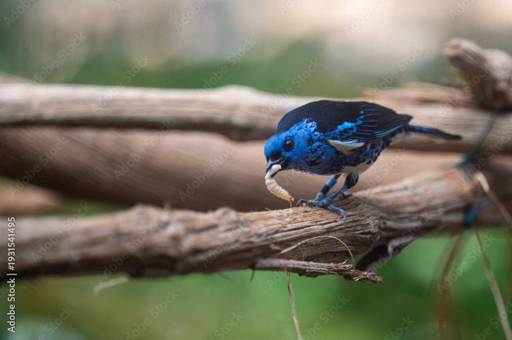 Obraz premium Blue-gray tanager (Tangara mexicana) feeding on larva perched on branch