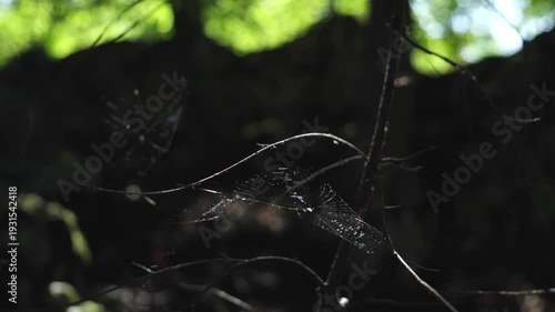 Cobweb Between Branches In The Forest - Close Up