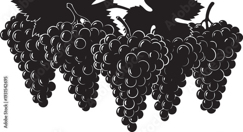 Black and white illustration of grapes on a vine