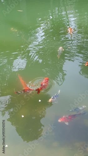 koi fish in pond, colorful fishes swimming in the water 