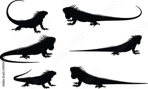 Black iguana lizard silhouettes set, reptile vector collection with detailed spines and long tails, isolated wildlife animal illustration on white background