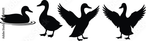 Duck silhouette vector set, black waterfowl collection with swimming and flying poses, bird wildlife illustration isolated on white background