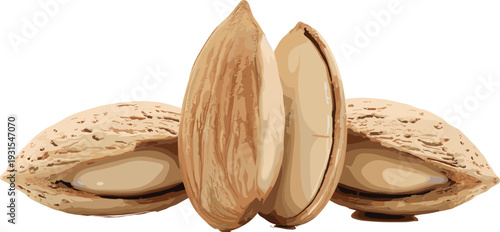 Almond Nuts with Shell Isolated on White Background, Healthy Organic Snack Food Vector Illustration