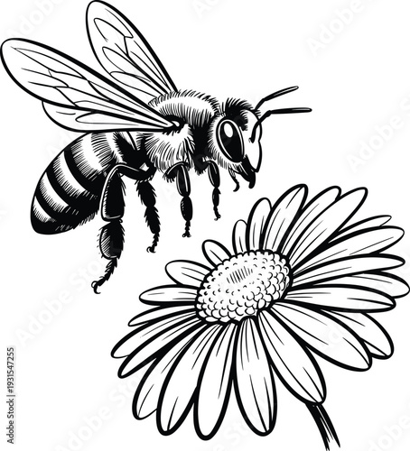 Honey bee pollinating flower engraving illustration, detailed black and white vintage style insect drawing with blossom isolated on white background