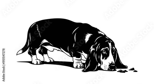 Curious Basset Hound Silhouette Following Intriguing Scent