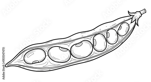Broad Bean Pod Detail Coloring Page for Agricultural Education. transparent.