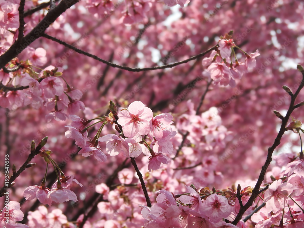 Fototapeta premium 時の人