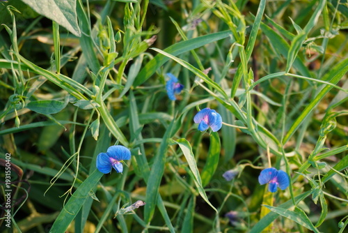 Vibrant Blue Purple Grass Pea Blooms Lush Green Meadow